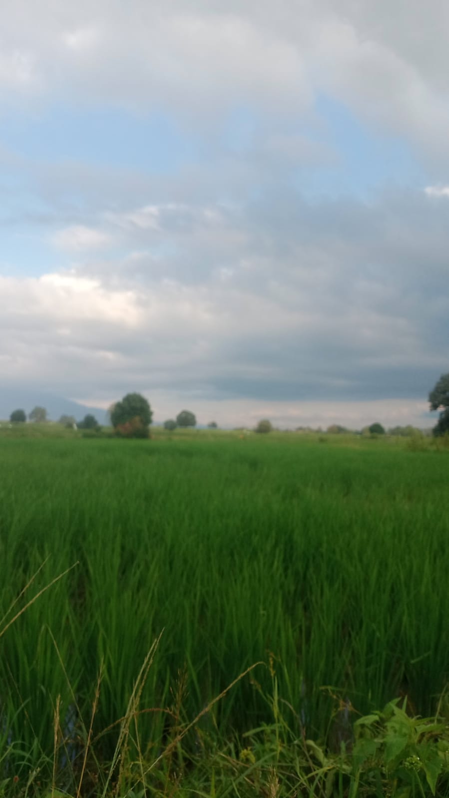 SAWAH GAMPONG KEUREUWEUNG KRUENG